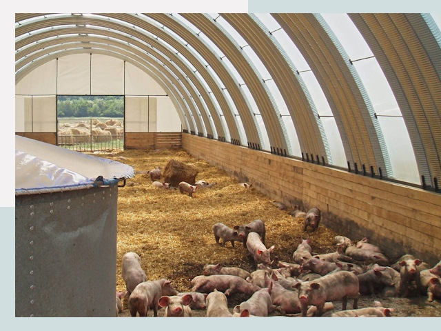 Строительство свинарников в калуге